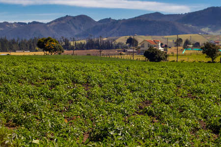 Typical potato field at La Calera municipality at the Cundinamarca region in Colombiaの写真素材