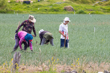 BOYACA, COLOMBIA - FEBRUARY 2021. Peasants working on a green onion field at the Boyaca Department in Colombiaのeditorial素材