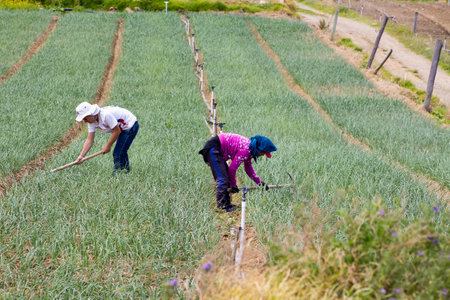 BOYACA, COLOMBIA - FEBRUARY 2021. Peasants working on a green onion field at the Boyaca Department in Colombiaのeditorial素材