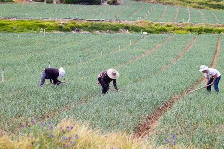 BOYACA, COLOMBIA - FEBRUARY 2021. Peasants working on a green onion field at the Boyaca Department in Colombiaのeditorial素材