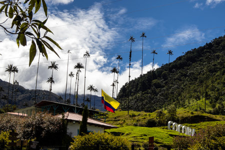 SALENTO, COLOMBIA - JULY 2021. View of the beautiful cloud forest and the Quindio Wax Palms at the Cocora Valley located in Salento in the Quindio region in Colombia.のeditorial素材