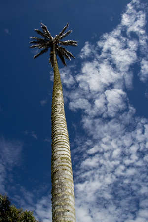 Colombian national tree the Quindio Wax Palm at the Cocora Valley located in Salento in the Quindio regionの写真素材