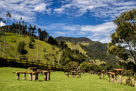 View of the beautiful cloud forest and the Quindio Wax Palms at the Cocora Valley located in Salento...