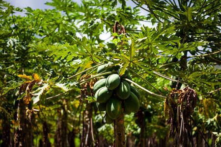 Papaya cultivation at the region of Valle del Cauca in Colombiaの写真素材