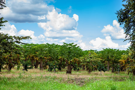View of a papaya cultivation and the majestic mountains at the region of Valle del Cauca in Colombiaの写真素材