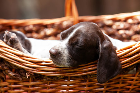 Little puppy of the French Pointing Dog breed sleeping in a basket under the sun