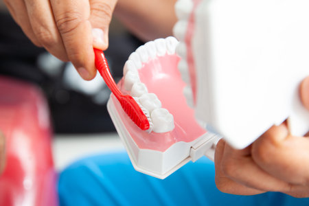 Dentist using a dental model to show the correct way to brush your teethの写真素材