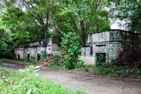 Trees and roots growing over an abandoned house in Armero Town after 37 years of the tragedy caused by the Nevado del Ruiz Volcano in 1985の写真素材