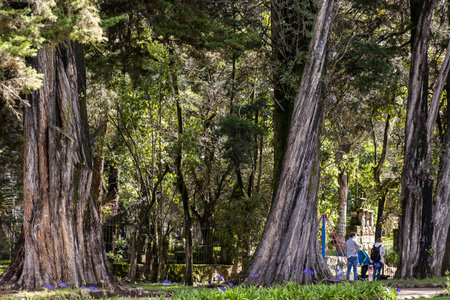 BOGOTA, COLOMBIA - NOVEMBER, 2020: Beautiful old trees in a sunny day at the beautiful gardens of...