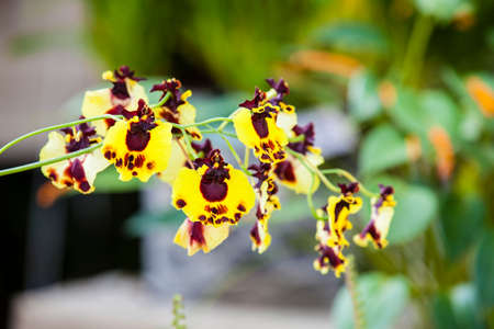 Close up of one of the beautiful Colombian orchidの写真素材