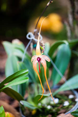 Closeup of one of the beautiful Colombian orchids.の写真素材