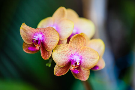 Closeup of one of the beautiful Colombian orchids.の写真素材