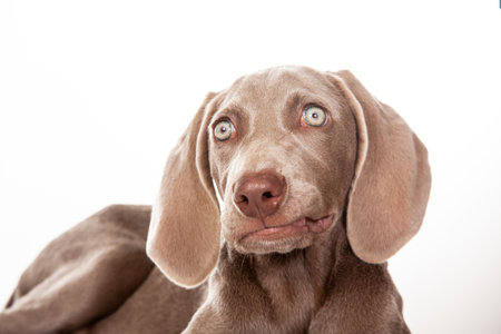 Beautiful green eyed Weimaraner puppy isolated on white background.の写真素材