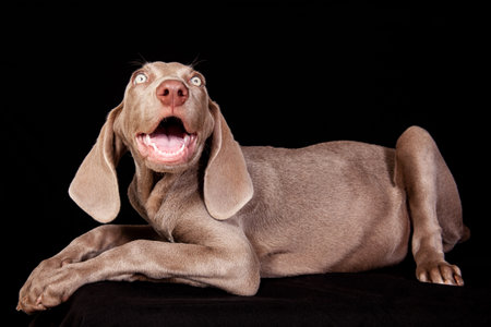 Beautiful green eyed Weimaraner puppy isolated on black background.の写真素材