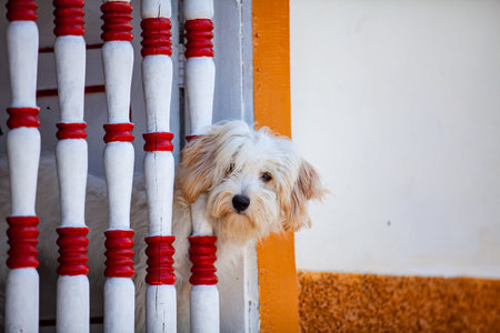 Sweet fury white dog leaning out of a window with balusters at the heritage town of Salamina in Colombia.の写真素材