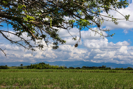 View of the beautiful cultivation fields on the fertile lands of the Valle del Cauca region in...