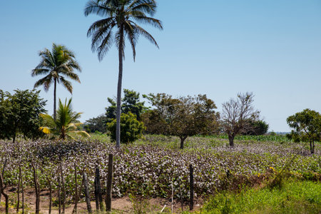 Cotton cultivation field in the department of Cordoba on the Atlantic Coast of Colombiaの写真素材