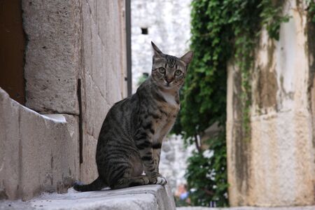 cat watchingの写真素材