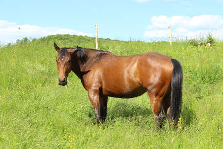 brown horse in the fieldの写真素材