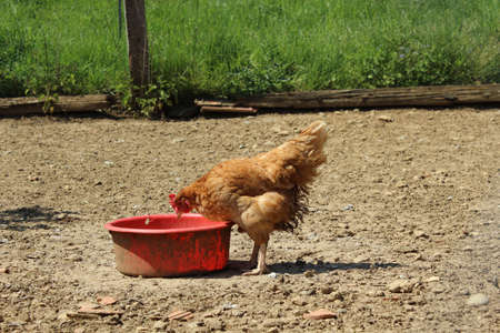 Hen eating from a red basinの写真素材