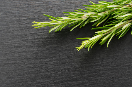 Fresh rosemary sprigs on chalkboard. Twig of rosemaryの写真素材