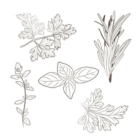 Vector fresh parsley, thyme, rosemary, and basil herbs. Aromatic leaves used to season meats, poultry, stews, soups, Bouquet grannyのイラスト素材