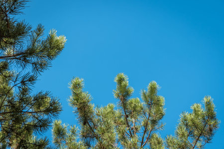 Green pine tree branch on blue sky backgroundの写真素材