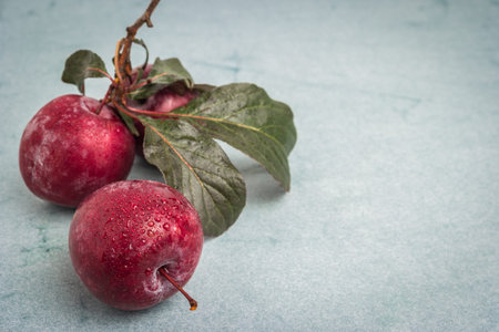 Branch of delicious red plums on a background