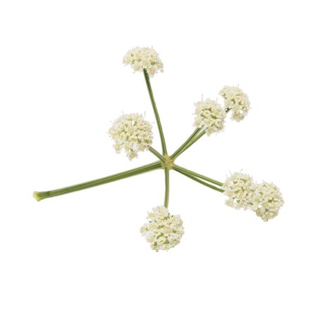 Bunch of twigs with white small flowers isolated on white backgroundの写真素材