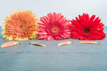 Lovely gerbera daisy flowers on turquoise shabby chic background. Festive greeting cardの写真素材