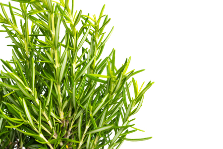 Fresh thyme herb. Fresh organic flavoring thyme plants growing. Nature healthy flavoring thyme cooking. Ingredients for food isolated on white backgroundの写真素材