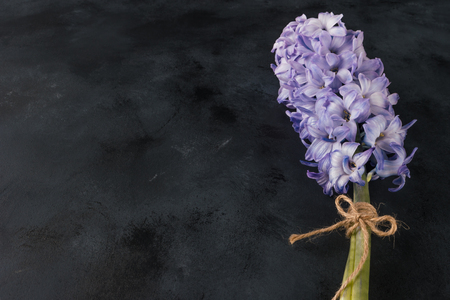 Blue hyacinth on old dark wooden background with copy space. Hyacinth spring flower. Springtime concept. Selective focus.の写真素材