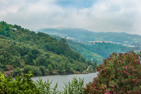 Terraced vineyards in Douro Valley Alto Douro Wine Region in northern Portugal officiallyの写真素材