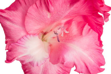 Pink gladiolus flower isolated on white backgroundの写真素材