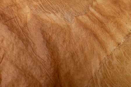 Antique yellowish parchment paper grungy background texture.の写真素材