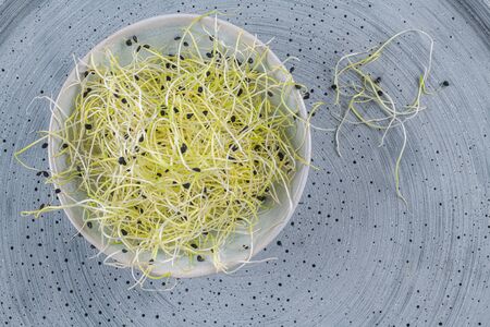 Garlic sprouts. Microgreens. Green seedlings, young plants and cotyledonsの写真素材