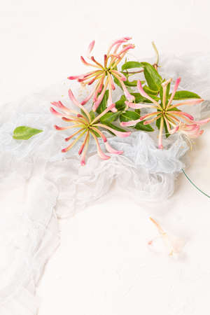 Blooming honeysuckle flower branch. Wild flowersの写真素材