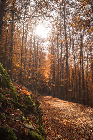 SÃ£o LourenÃ§o Beech Tree Forest, pathway leaves fall in ground landscape on autumnal background in November, Manteigas, Serra da Estrela, Portugal.の写真素材