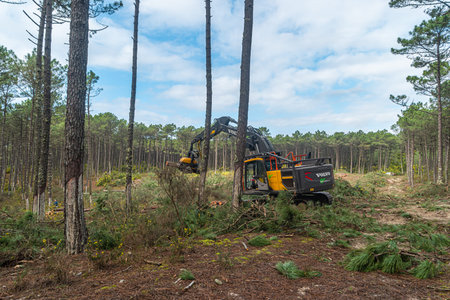 OVAR, PORTUGAL - 17 FEBRUARY 2022: Pine forest felling in the Forest Perimeter of Dunas de Ovar,...