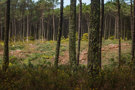 OVAR, PORTUGAL - 17 FEBRUARY 2022: Pine forest felling in the Forest Perimeter of Dunas de Ovar,...