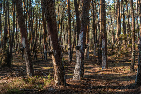Resin extraction work in a resin pine forest in Ovar, Aveiro, Portugalの写真素材