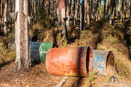 Resin extraction work in a resin pine forest in Ovar, Aveiro, Portugalの写真素材