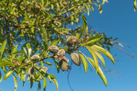 Almond nuts growing on a tree branch in almond orchard. Selective focus