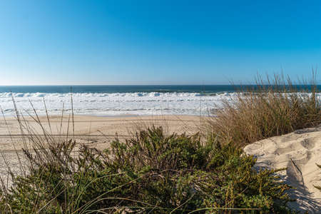 Landscape of Furadouro beach with vegetation in the dunes. Ovar, Portugal.の写真素材