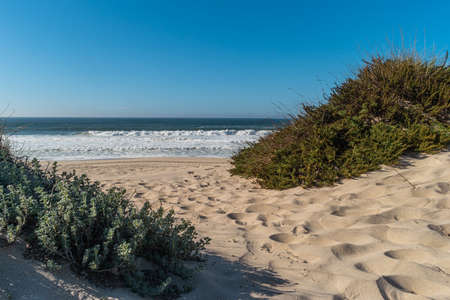 Landscape of Furadouro beach with vegetation in the dunes. Ovar, Portugal.の写真素材