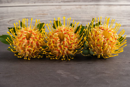 Yellow leucospermum cordifolium flower (pincushion protea) on black concrete background
