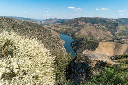 Douro Valley, Portugal. Top view of river, and the vineyards are on a hills.の写真素材