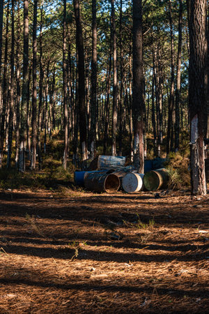 Resin extraction work in a resin pine forest in Ovar, Aveiro, Portugal