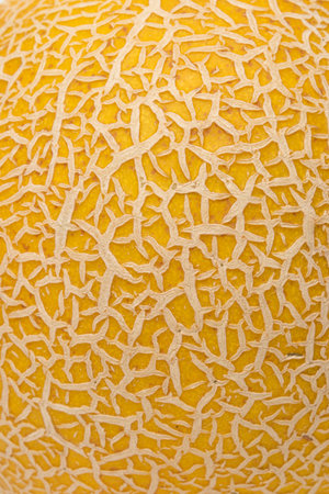 Melon skin texture close up. Summer background