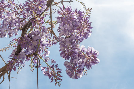 Closeup of many light blue Wisteria flowers and large green leaves towards clear blue sky in a garden on a sunny spring day, beautiful outdoor floral background photographed with selective focusの写真素材